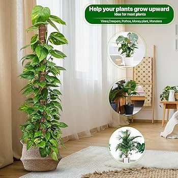 Moss boards Q57 22-23　MOSS STICK Amazon.com : DUSPRO Flat Mesh Moss Poles for Climbing Plants